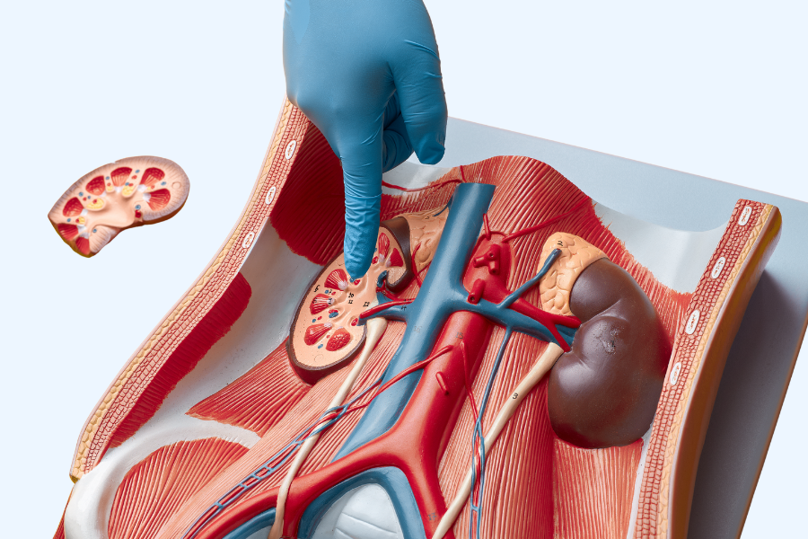 modele-anatomique-reins-complications-diabete.png Anatomical model of the kidneys with a gloved hand pointing, illustrating potential diabetes-related kidney complications.